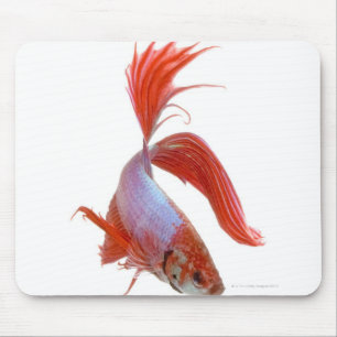 Siamesische kämpfende Fische (Betta splendens) Mousepad