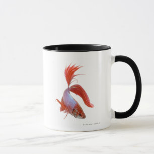 Siamesische kämpfende Fische (Betta splendens) Tasse