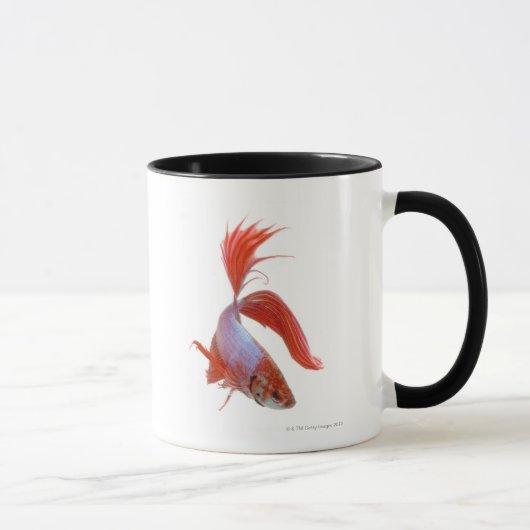 Siamesische kämpfende Fische (Betta splendens) Tasse (Rechts)