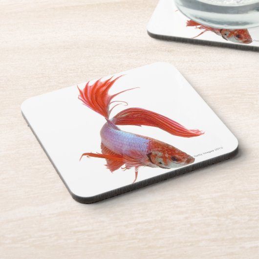 Siamesische kämpfende Fische (Betta splendens) Untersetzer (Linke Seite)