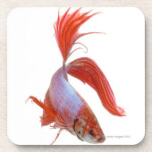 Siamesische kämpfende Fische (Betta splendens) Untersetzer (Vorderseite)