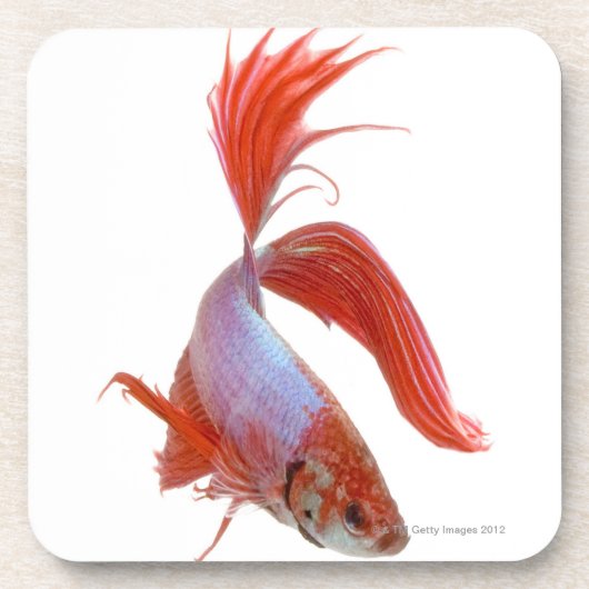 Siamesische kämpfende Fische (Betta splendens) Untersetzer (Vorderseite)