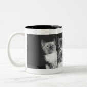 Siamesische Kätzchen, die oben B&W schauen Zweifarbige Tasse (Links)