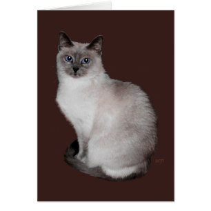 Siamesische Katze mit blauen Augen