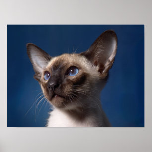 Siamesische Katze mit blauen Augen Poster