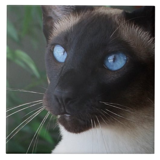 Siamesische Katzen-blaue Augen Fliese (Vorderseite)