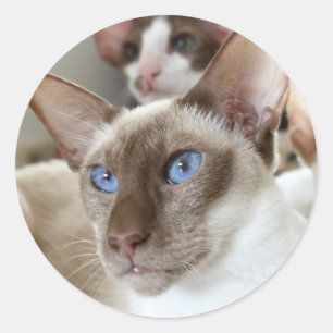 Siamesische Katzen Haustiere Tiere Runder Aufkleber
