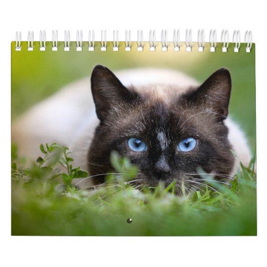 Siamesische Katzen-Kalender Kalender (Titelbild)