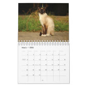 Siamesische Katzen-Kalender Kalender (Mär 2026)