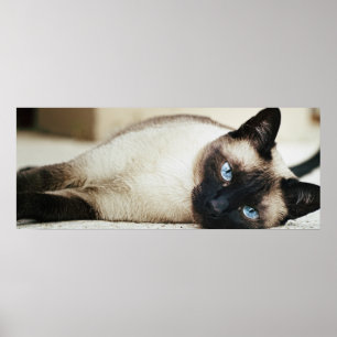 Siamesische Katzen-Plakat Poster