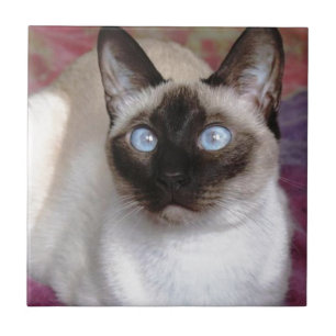 SIAMESISCHE SCHÖNHEIT FLIESE