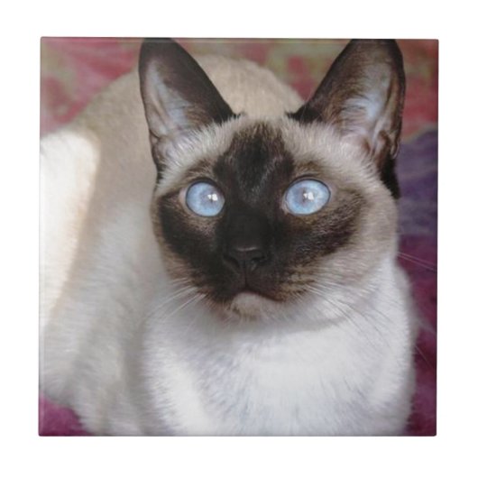 SIAMESISCHE SCHÖNHEIT FLIESE (Vorderseite)
