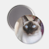 SIAMESISCHE SCHÖNHEIT MAGNET (Vorderseite/Rückseite)