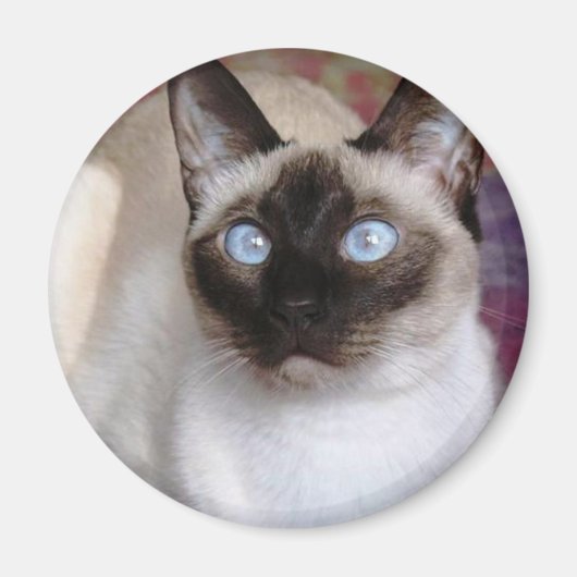 SIAMESISCHE SCHÖNHEIT MAGNET (Vorne)
