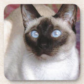 SIAMESISCHE SCHÖNHEIT UNTERSETZER (Vorderseite)