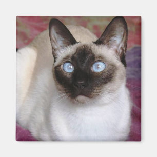 SIAMESISCHER CAT MAGNET