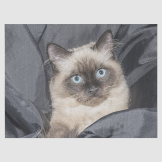 Siamesisches Kittpapier Seidenpapier (Vorderseite)