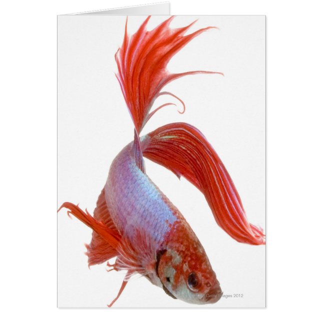 Siamische Kampffische (Betta splendens) (Vorne)