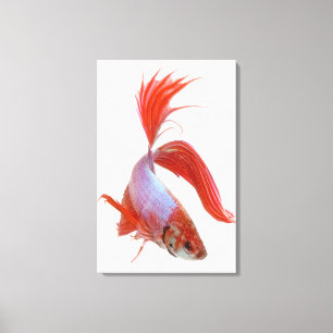 Siamische Kampffische (Betta splendens) Leinwanddruck
