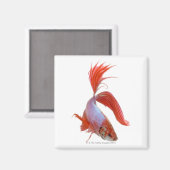 Siamische Kampffische (Betta splendens) Magnet (Vorderseite/Rückseite)