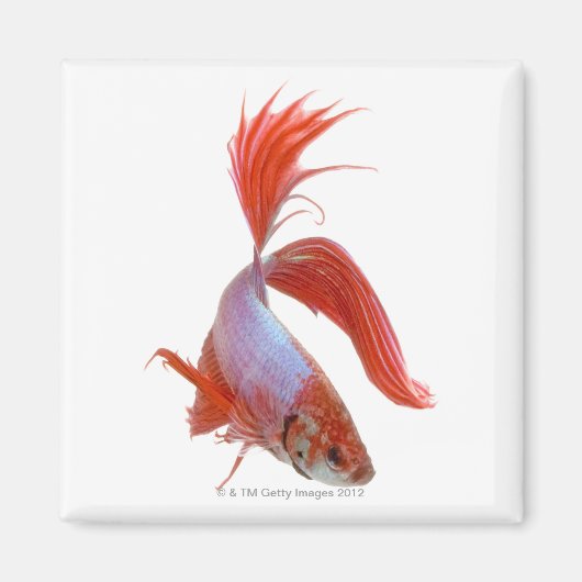 Siamische Kampffische (Betta splendens) Magnet (Vorne)