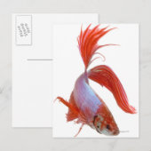 Siamische Kampffische (Betta splendens) Postkarte (Vorne/Hinten)
