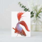 Siamische Kampffische (Betta splendens) Postkarte (Stehend Vorderseite)