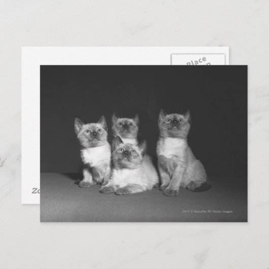 Siamische Kätzchen suchen nach B&W Postkarte (Vorne/Hinten)
