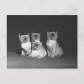 Siamische Kätzchen suchen nach B&W Postkarte (Vorderseite)