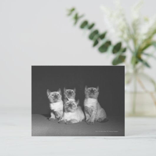 Siamische Kätzchen suchen nach B&W Postkarte (Stehend Vorderseite)