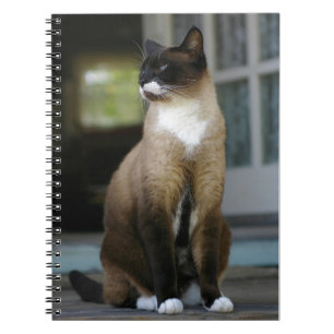 Siamische Katze auf der Porsche Notizblock