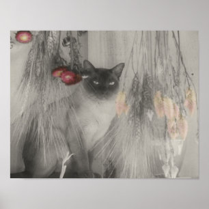 Siamische Katze mit teilweise Farbe Poster