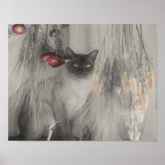 Siamische Katze mit teilweise Farbe Poster (Vorne)