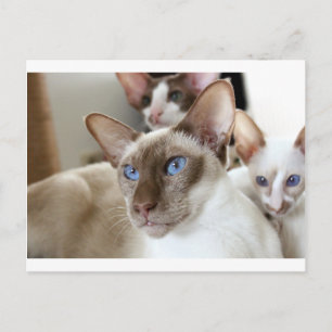 Siamische Katzen Haustiere Postkarte