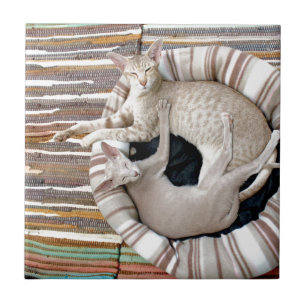 Siamische Katzen nur Chillin! Fliese