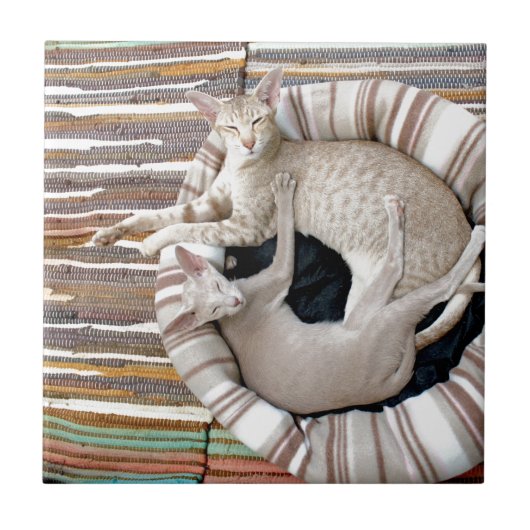 Siamische Katzen nur Chillin! Fliese (Vorderseite)