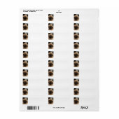 Siamische Katzenadressen (Vorne)