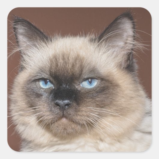 Siamische Katzenaufkleber Quadratischer Aufkleber (Vorderseite)