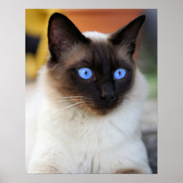 Siamische Kätzin mit schönen blauen Augen Poster