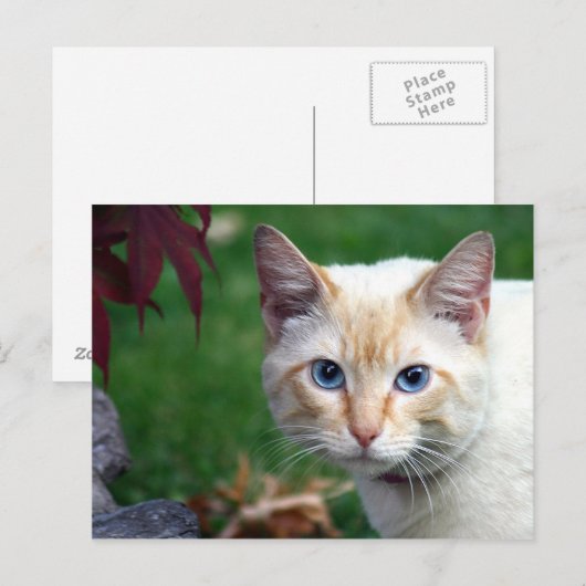 Siamkatze auf Postkarte (Vorne/Hinten)