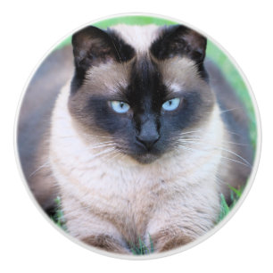 Siamkatze Keramikknauf