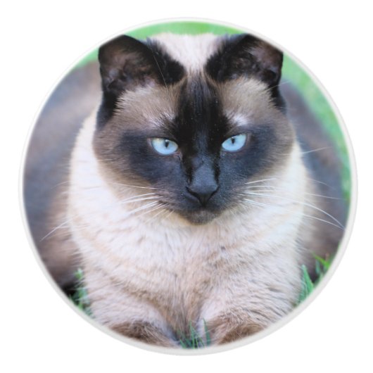 Siamkatze Keramikknauf (Vorderseite)