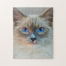 Siamkatze mit blauen Augen