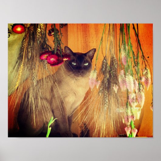 Siamkatze mit Blume Poster (Vorne)