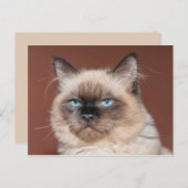 Siamkatze Postkarte (Vorne/Hinten)