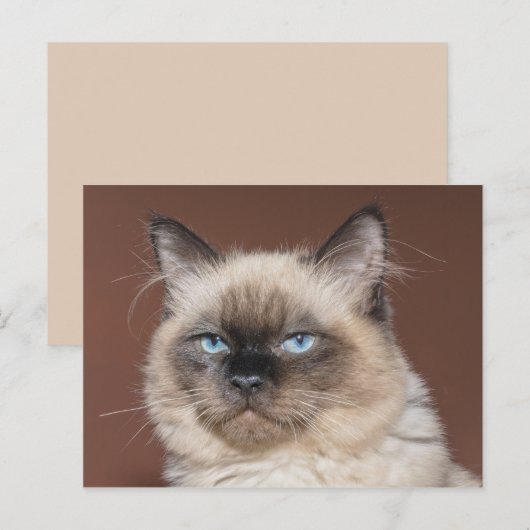 Siamkatze Postkarte (Vorne/Hinten)