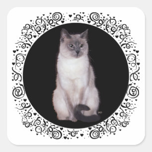 Siamkatze Quadratischer Aufkleber