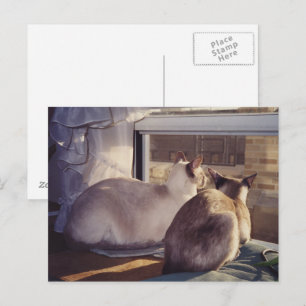 Siamkatzen Zwei am Fenster (2) Postkarte