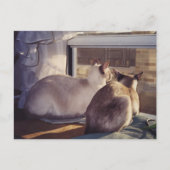 Siamkatzen Zwei am Fenster (2) Postkarte (Vorderseite)