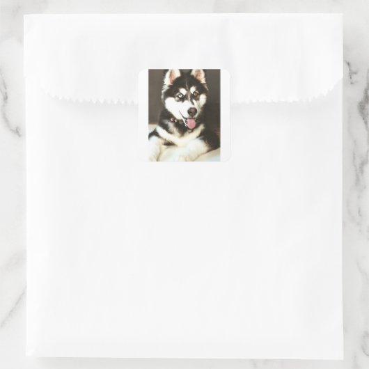 Siberian Baby Huskey Pet Dog Foto Postkarte Quadratischer Aufkleber (Tasche)